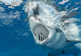 Great White Sharks Face Extinction in the Mediterranean, Researchers Warn